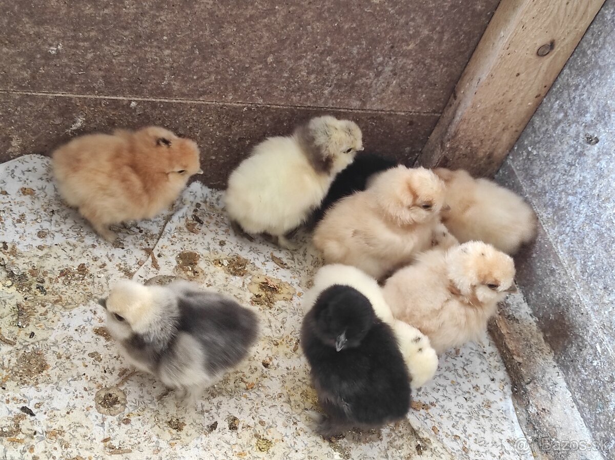 Nasadové vajcia - Hodvábnicky - 7