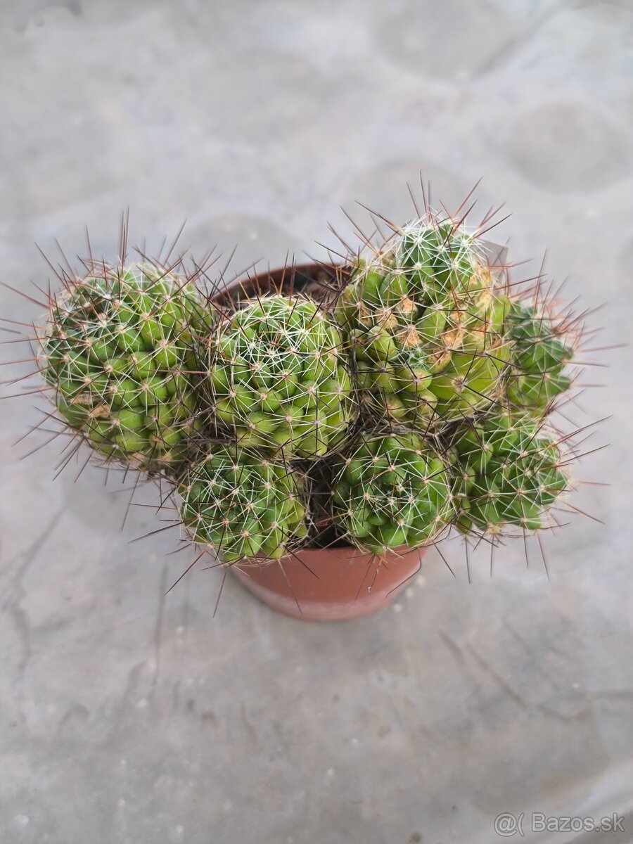 Kaktusy a sukulenty - 7