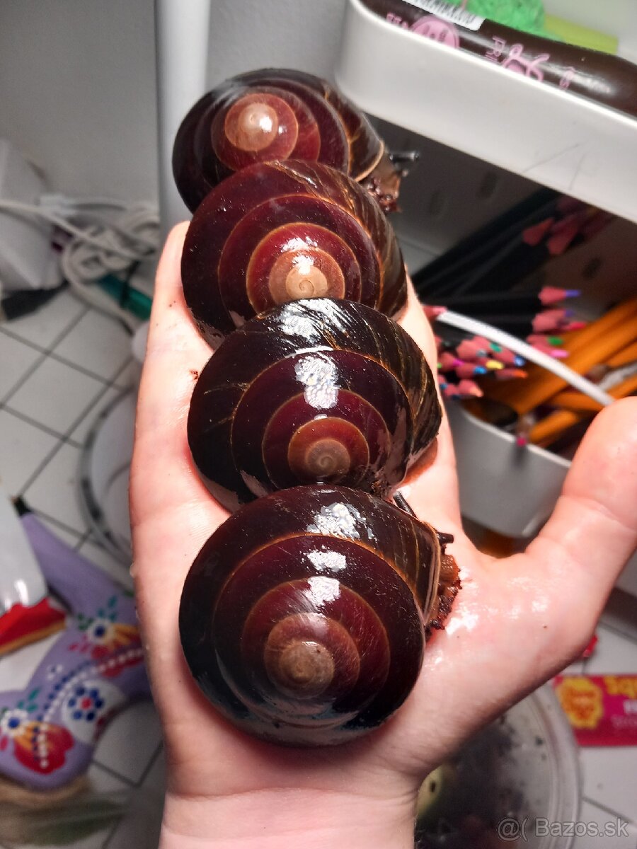 Africký slimák - 7