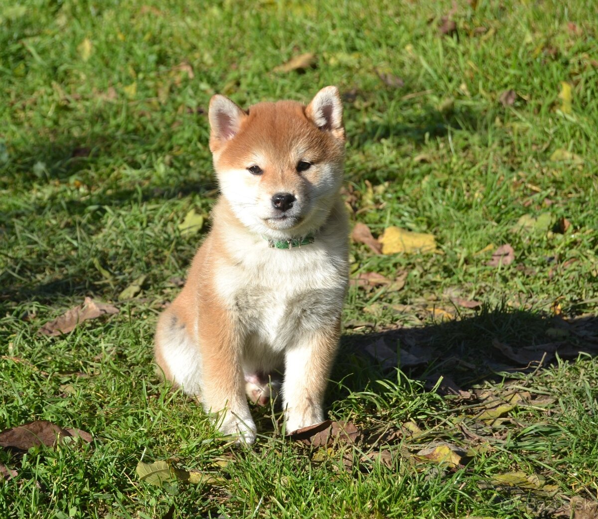 Shiba inu s PP /FCI / - 7