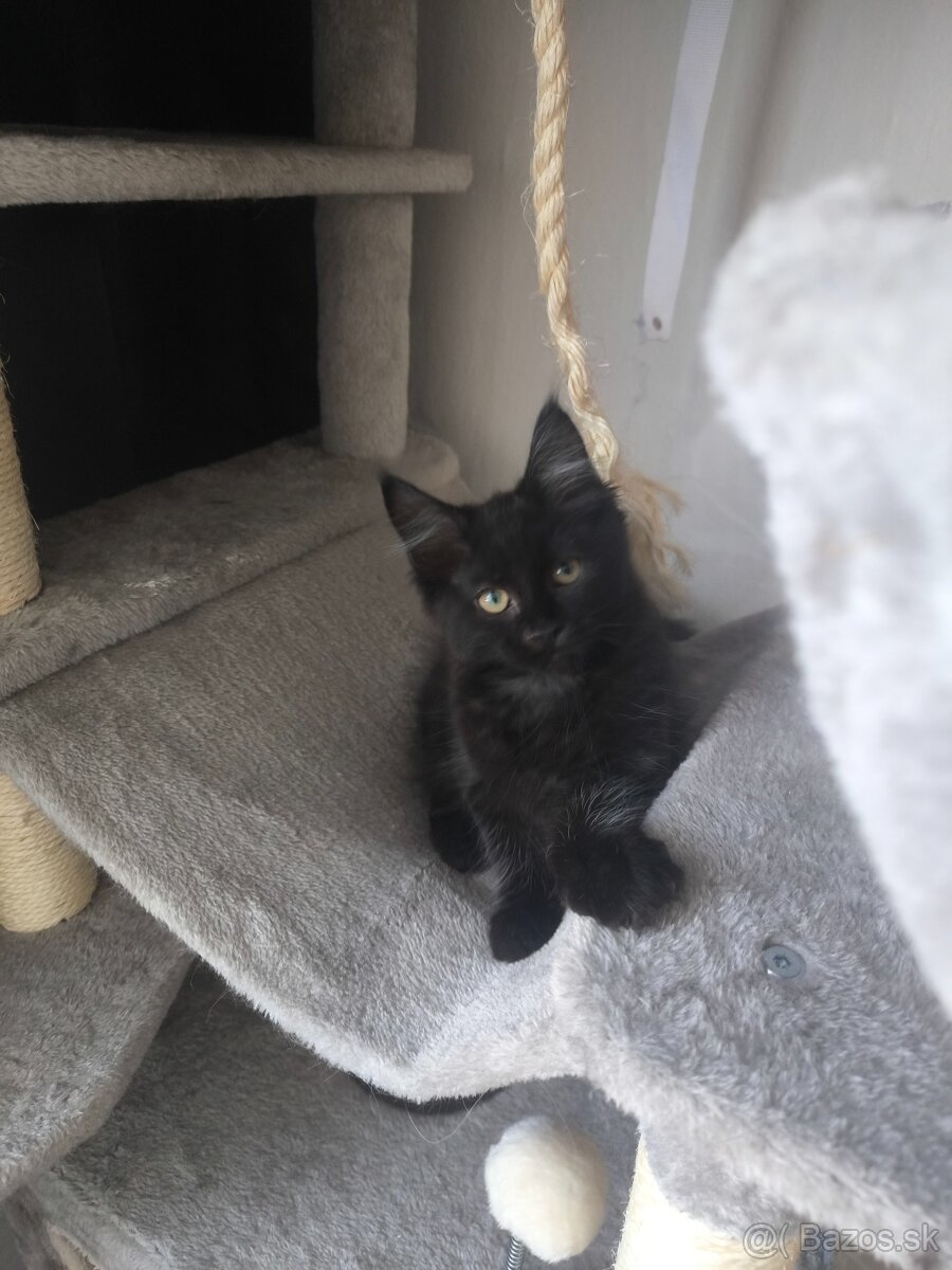 Mainská mývalí s PP - 7