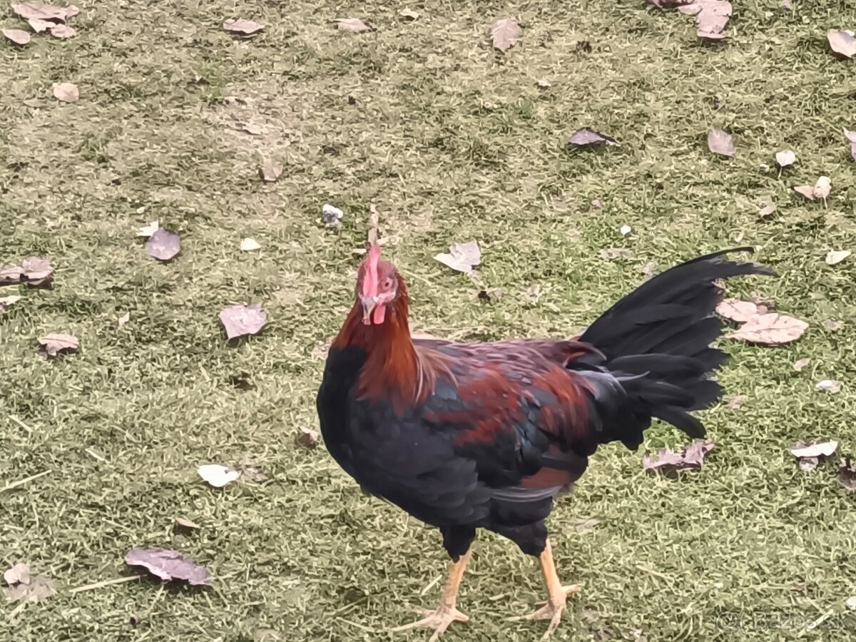 Predám Kohúty Oravka Hnedá a Vlaška Jarabičia - 7