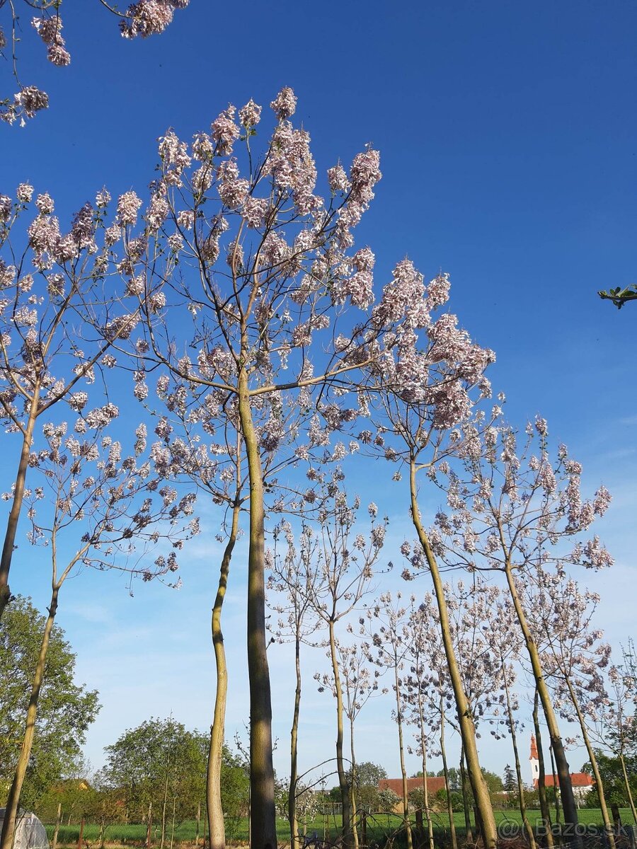 Rýchlorastúci strom-Paulownia clon in vitro 112 - 7