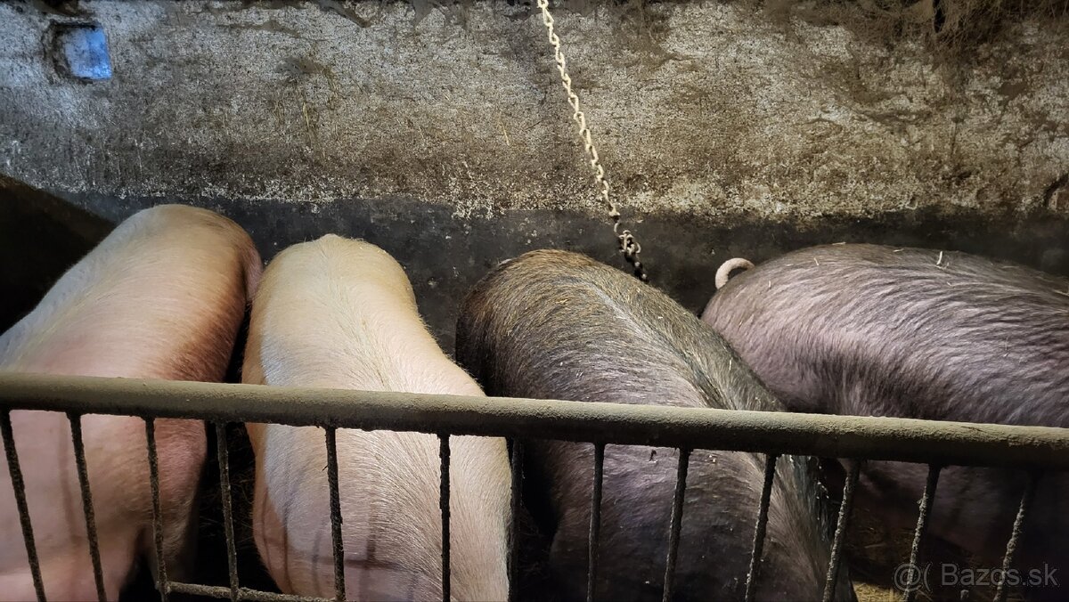 Jatočné ošípané. - 7