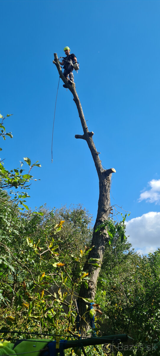 Vyrub rizikových stromov - orez - 7
