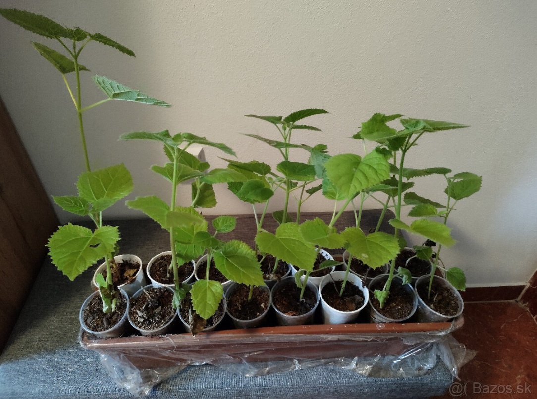 Semienka Paulownia - 7