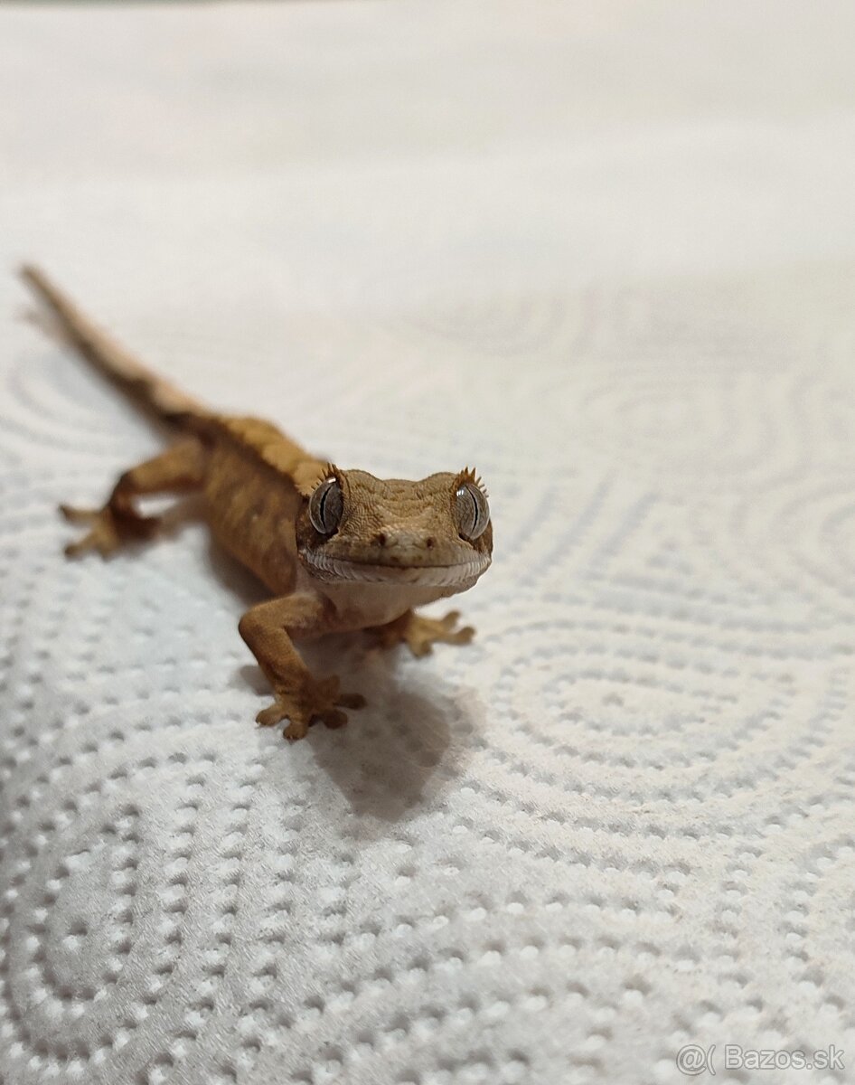 Pagekon riasnaty - 7