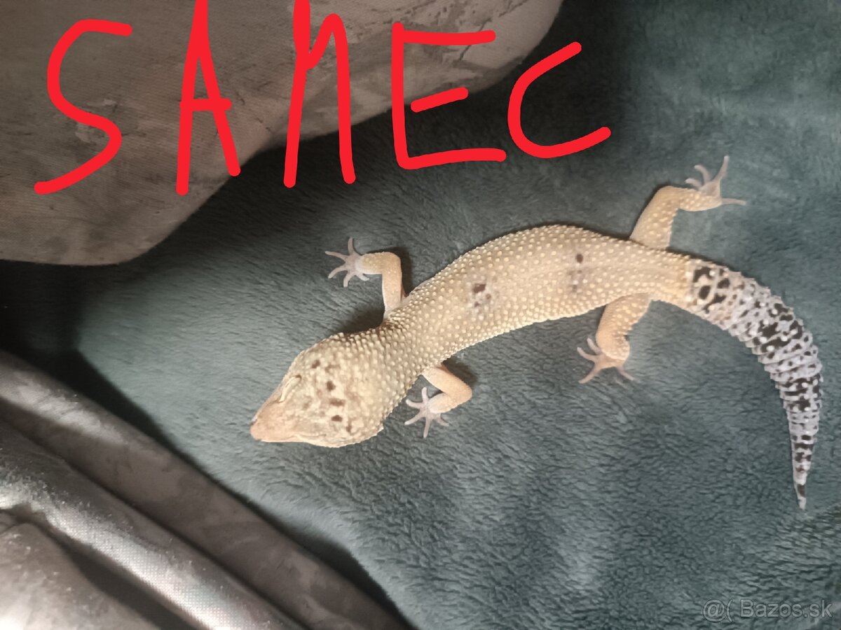 Gekoncik nočný - 7