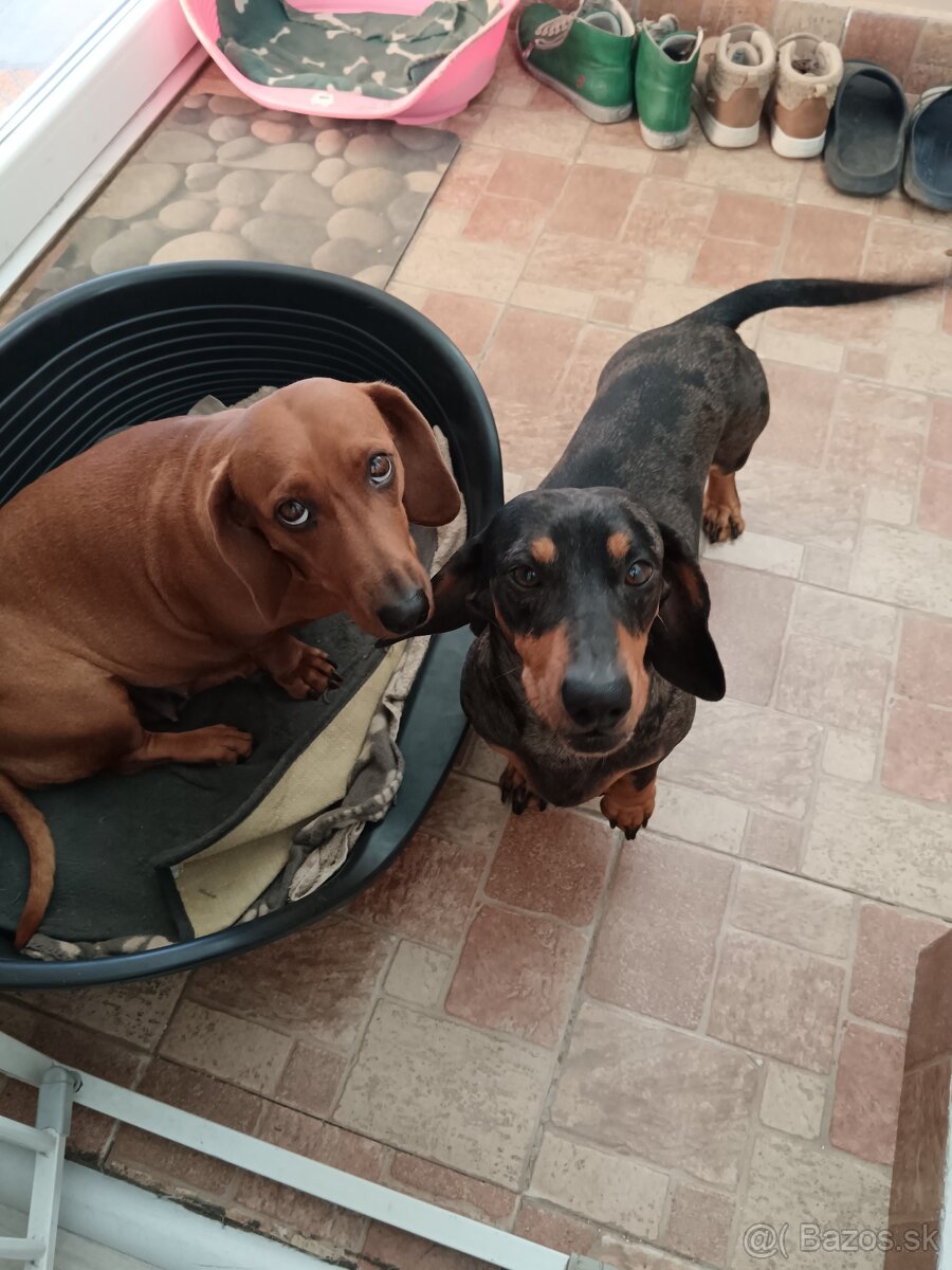 Šteniatka krátkosrtý jazvečík - 7