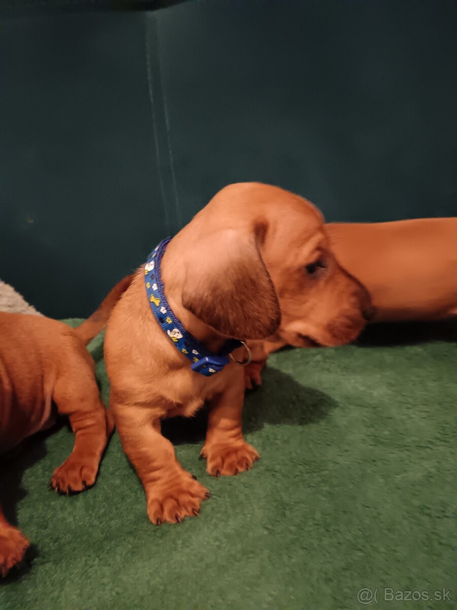 Šteniatka krátkosrtý jazvečík "štandard" - 7