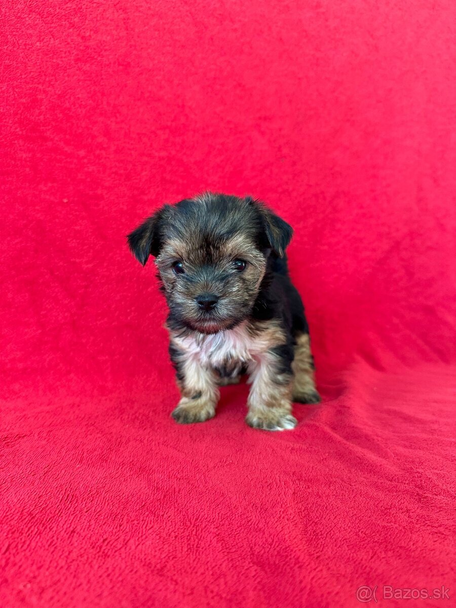 York, yorkshirsky terier - 7