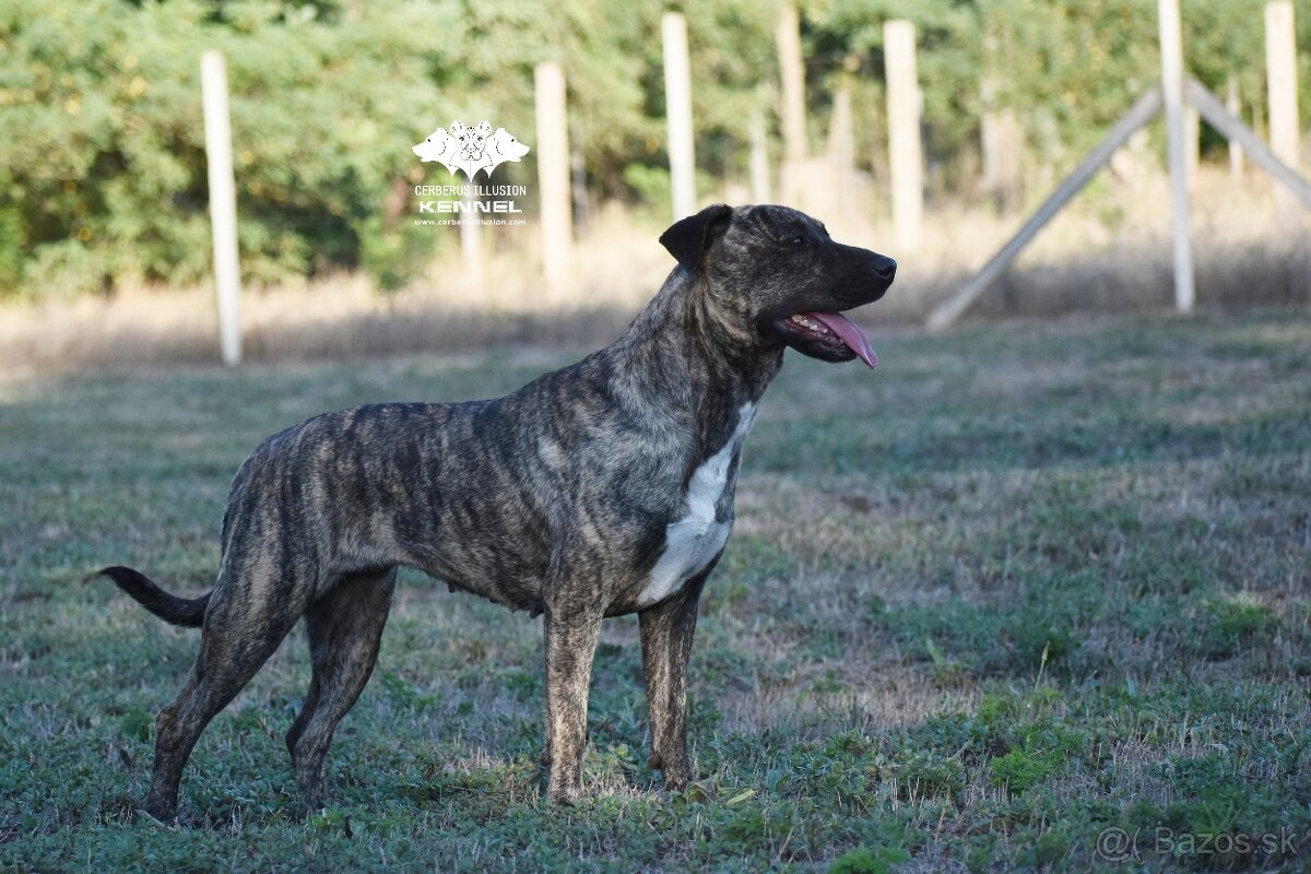 Cimarron Uruguayo s PP – rezervácia šteniatok - 7