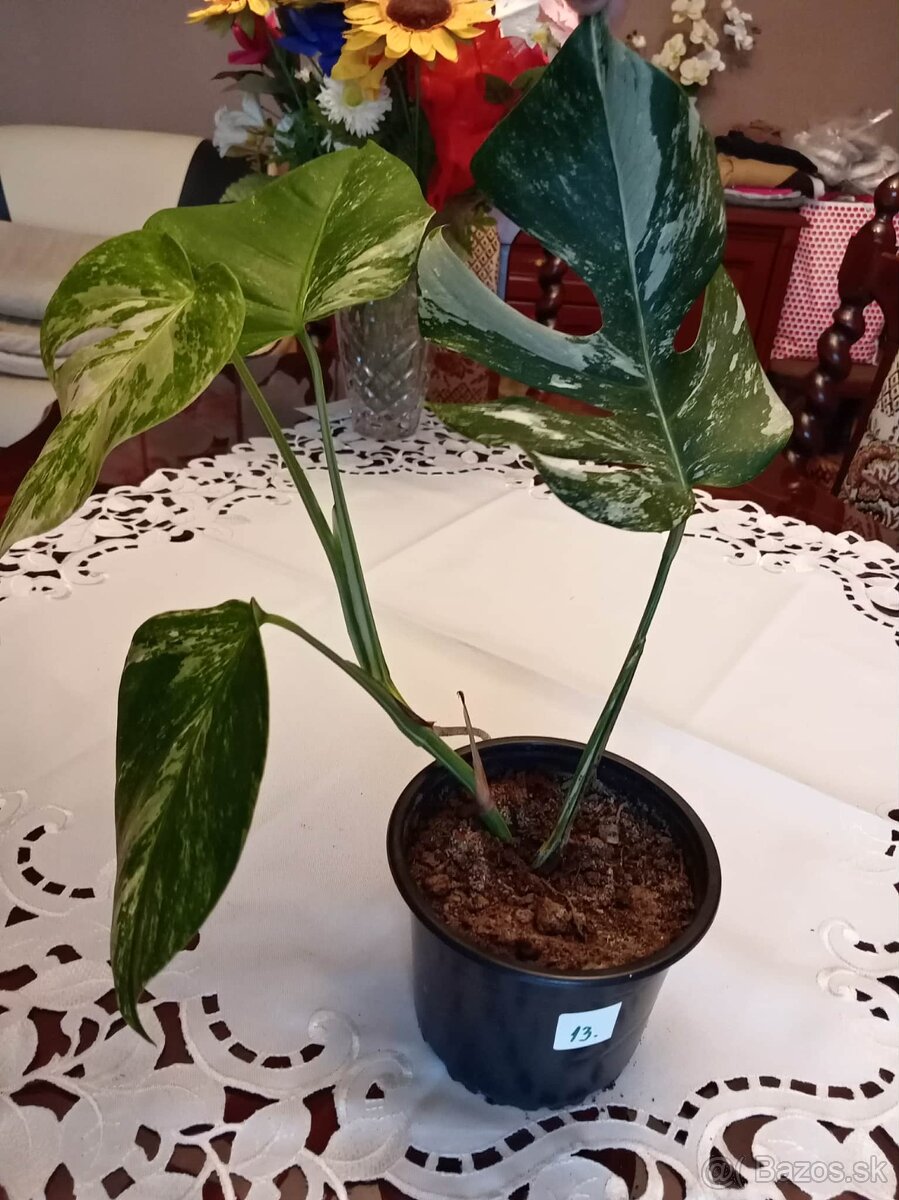 Monstera albo variegata - 7