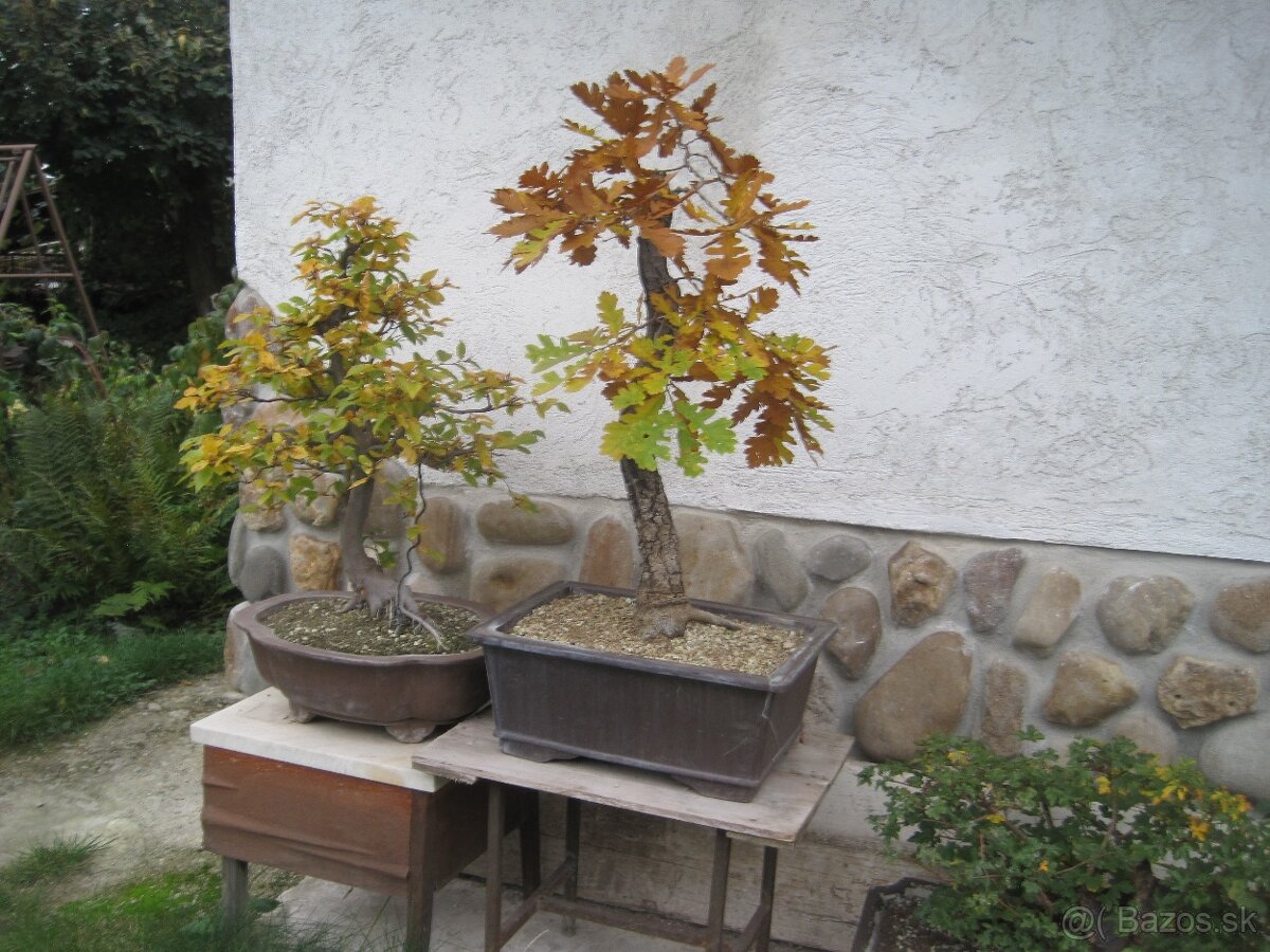 bonsai,bonsaj-DUB 22 - 7