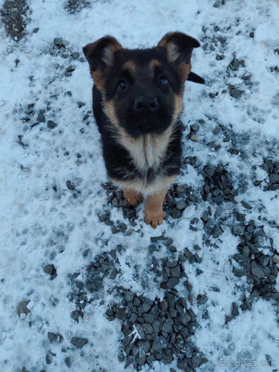 Nemecký ovčiak - 7