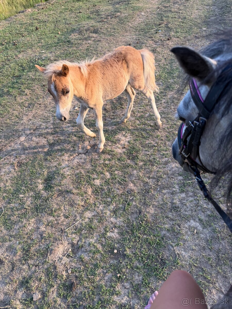 Pony kobylka zo žriebatom - 7