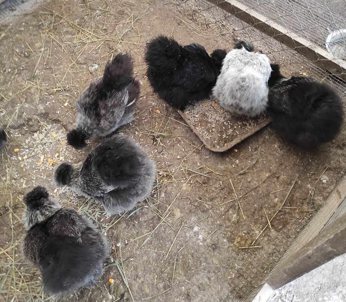 Hodvábničky - kuriatka - 7