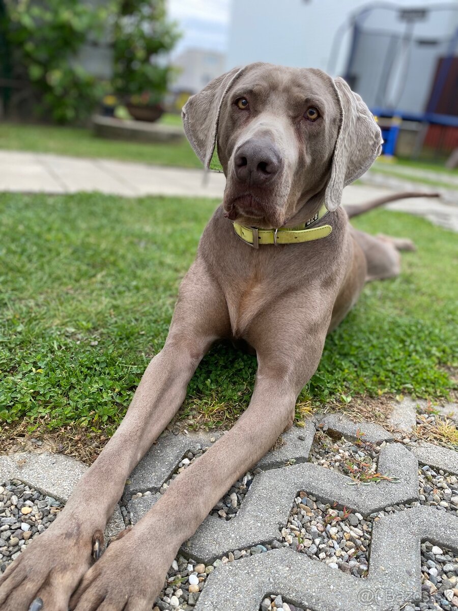 Krytie Weimarský stavač - 7