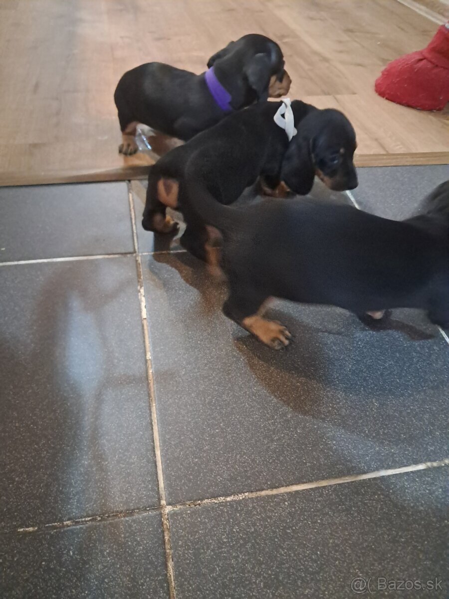 Predám jazvečikov - 7