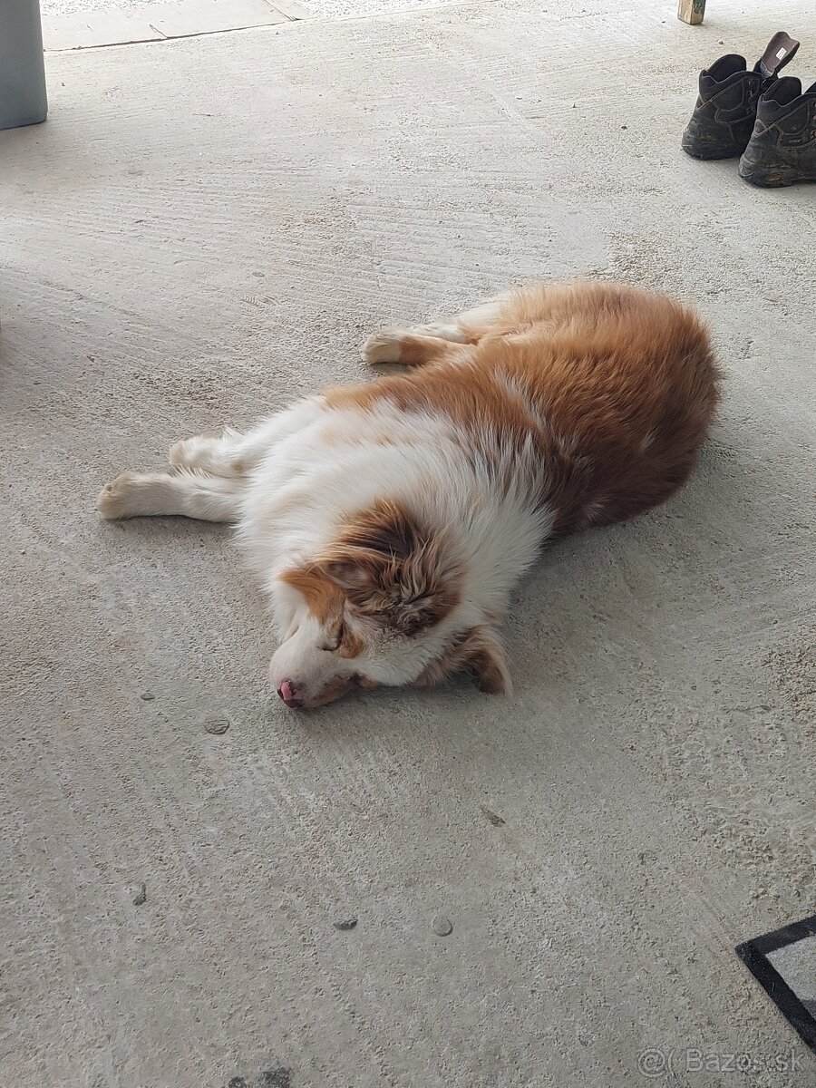 Austrálsky ovčiak s PP - 7