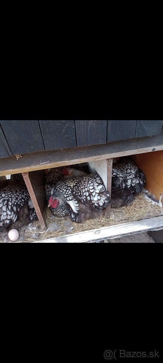 Nasadove vajíčka - 7