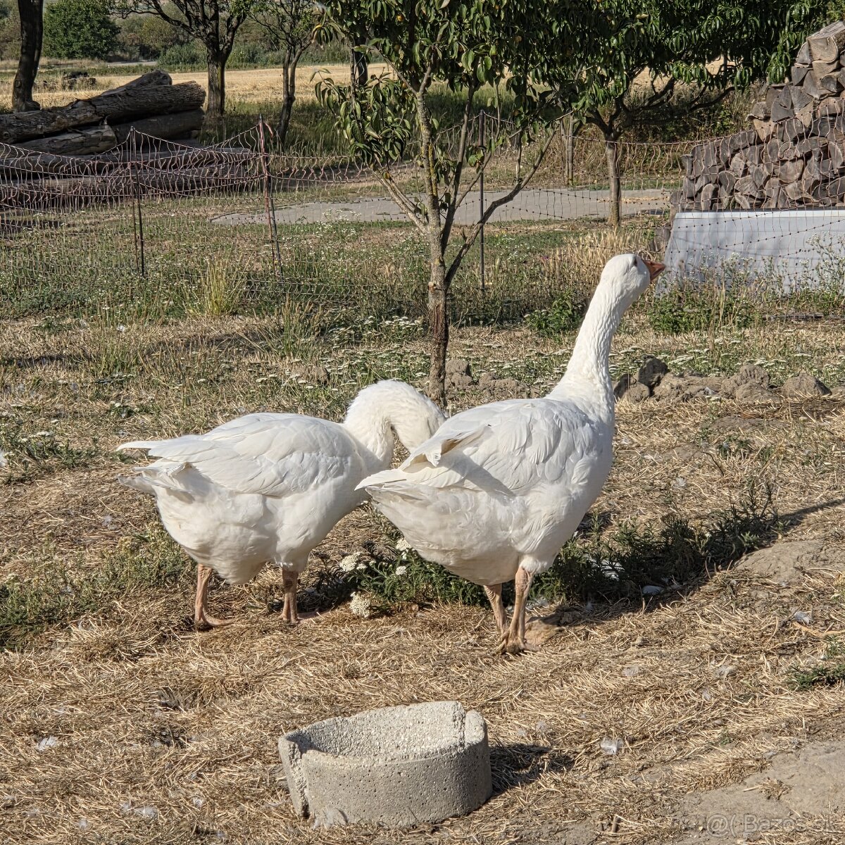 Necká nosná hus , húser - 7