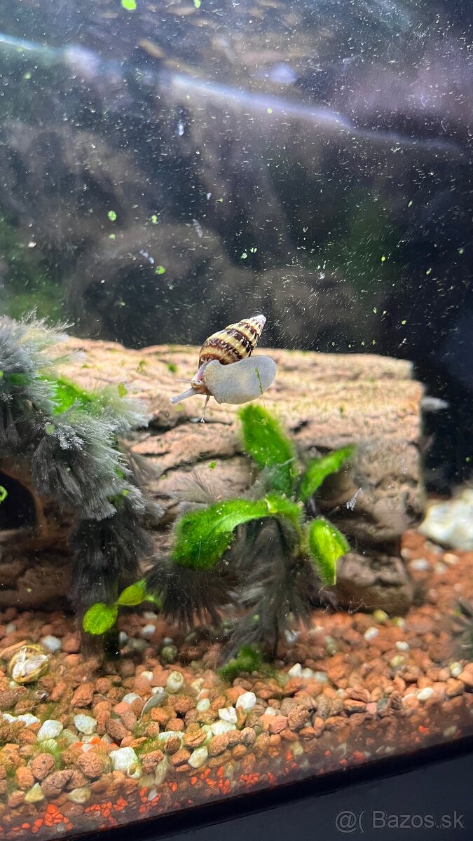 Akvárium s vybavením - 7