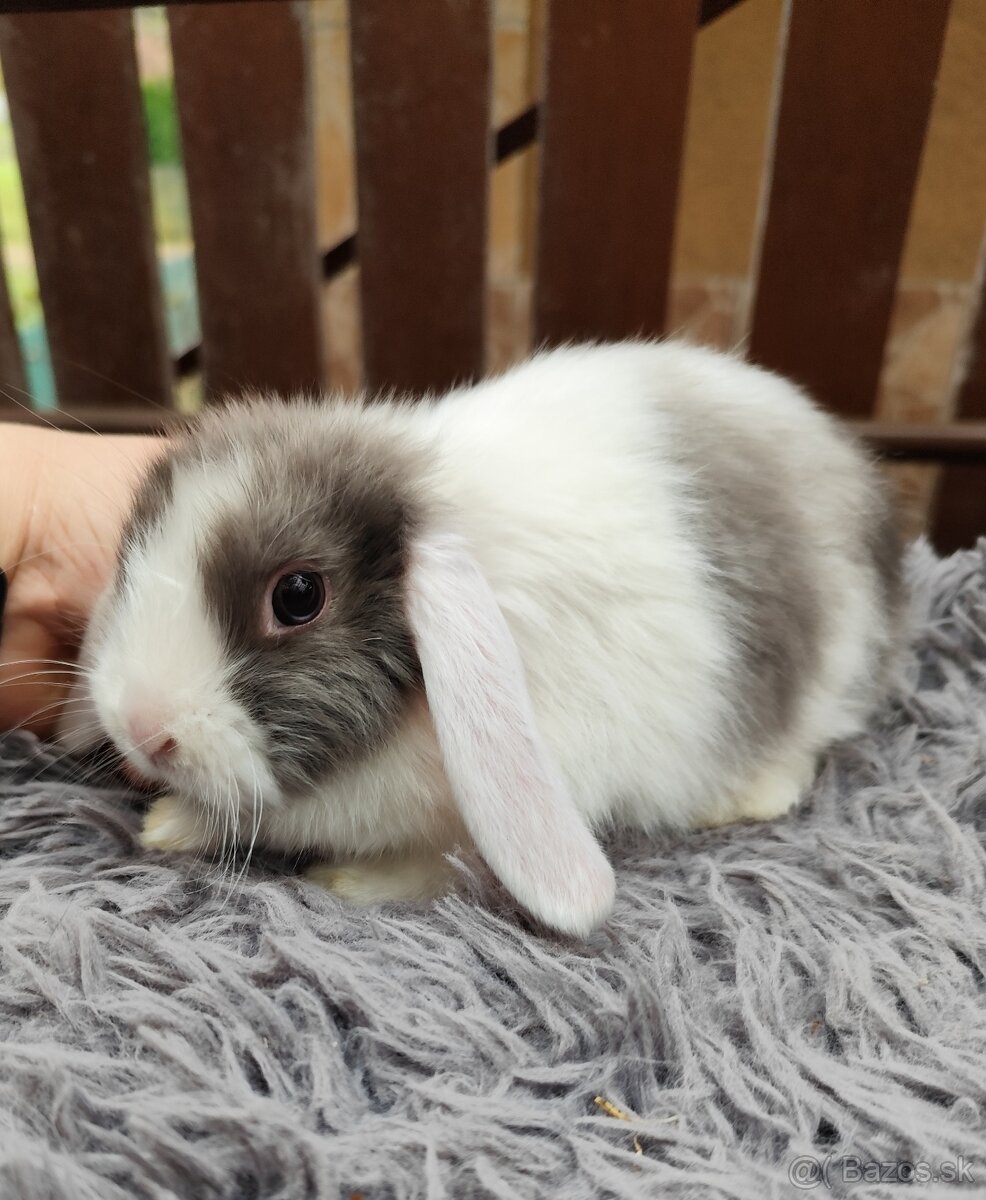 Zakrsly barancek satén samička s VP - 7