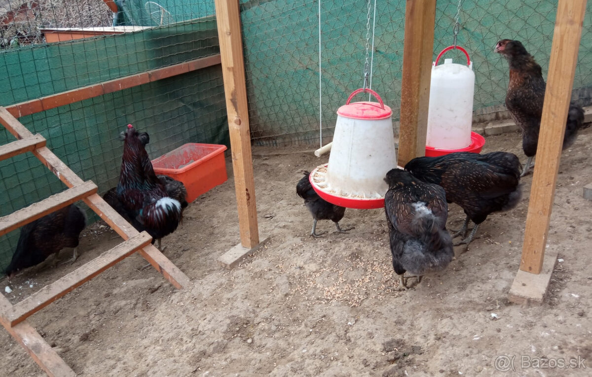 Nasadove vajcia (NV) - 7