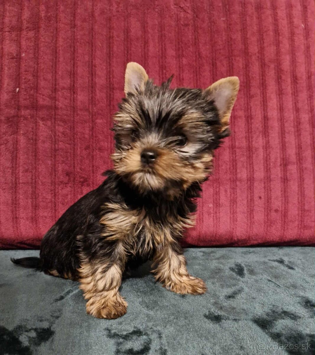 Jorkšírský teriér, Yorkshire terriér - exluzivní štěňátka - 7