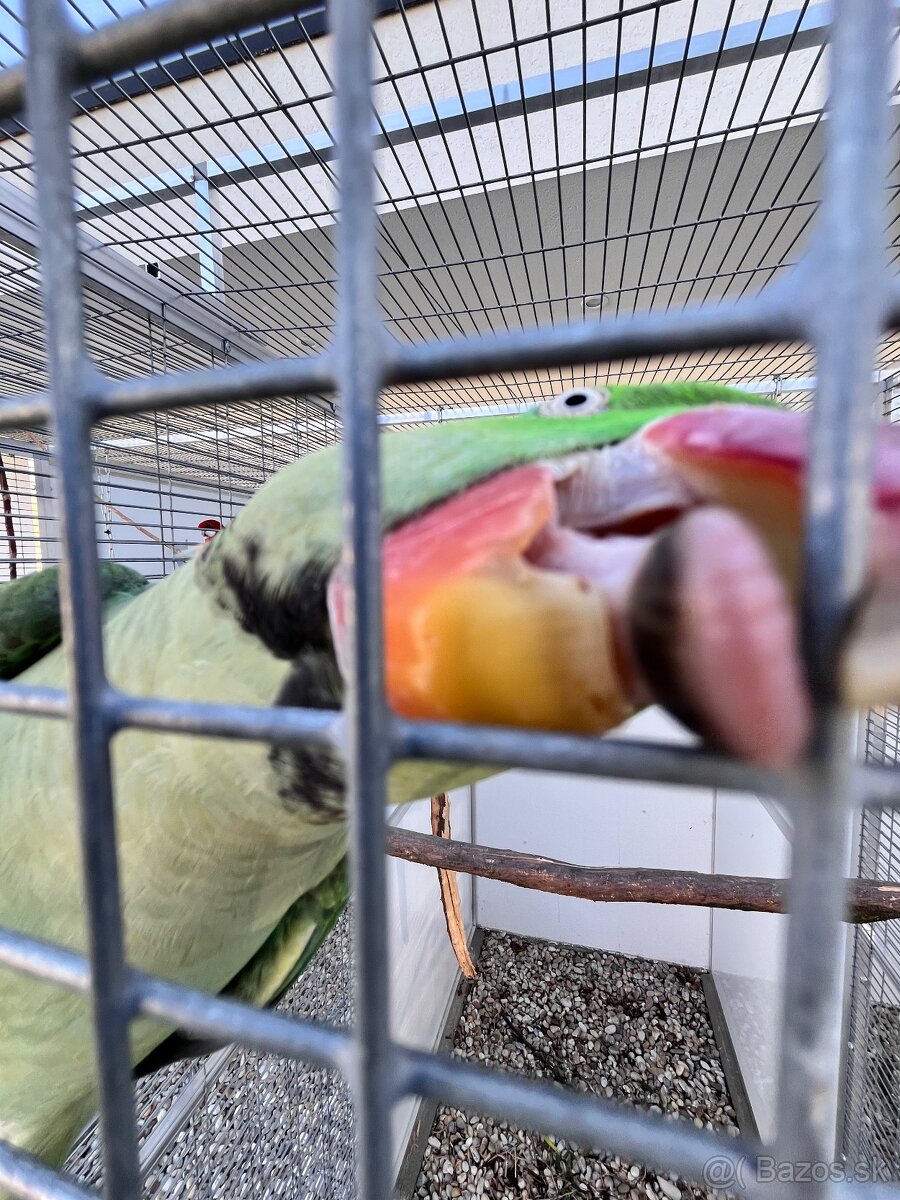 Alexander veľký - pár - 7