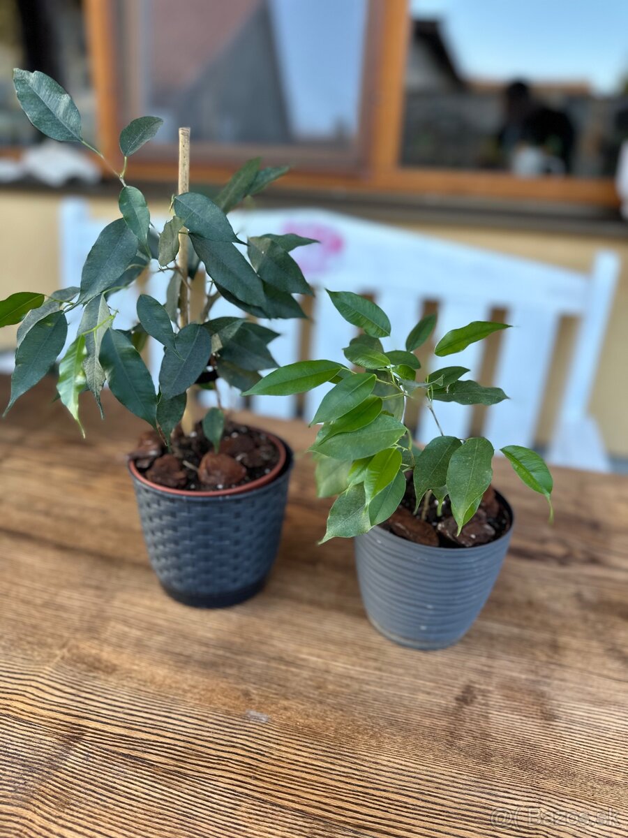 Ficus benjamina - Fikus benjamín / Variegata - 7