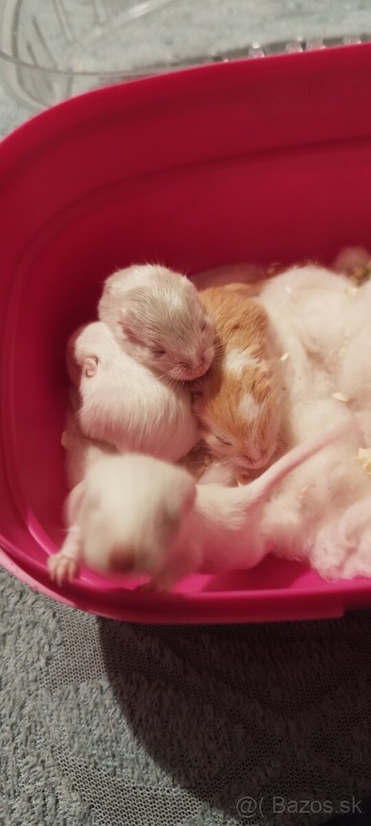 Predám pieskomilov + celé príslušenstvo - 7