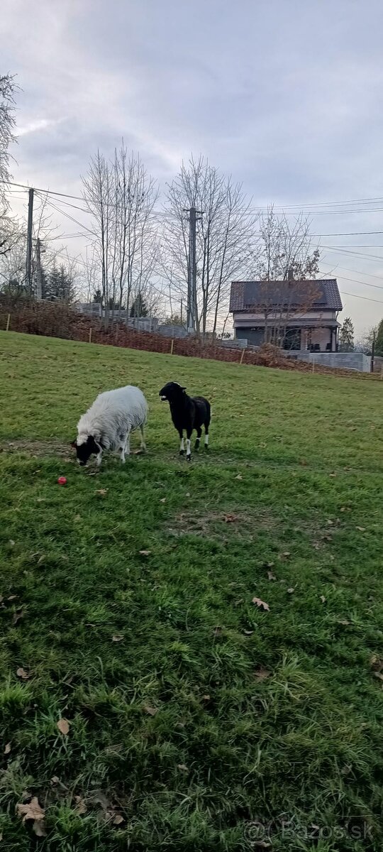 Prodám ovce kamerunské dorper - 7