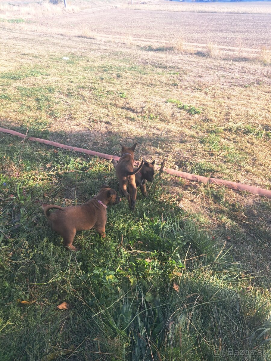 Belgicky ovciak Malinois - 7