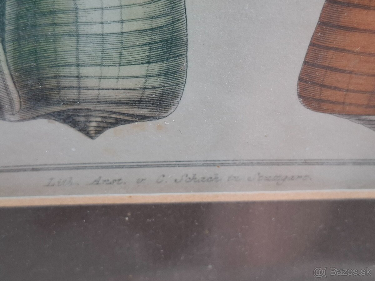 Predám starý obraz Farebná litografia Škeble a lastury 24 € - 7