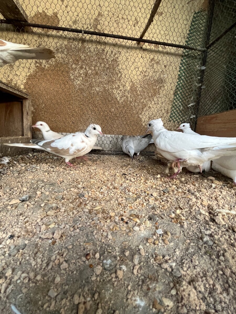 Predám hrdličky - 7