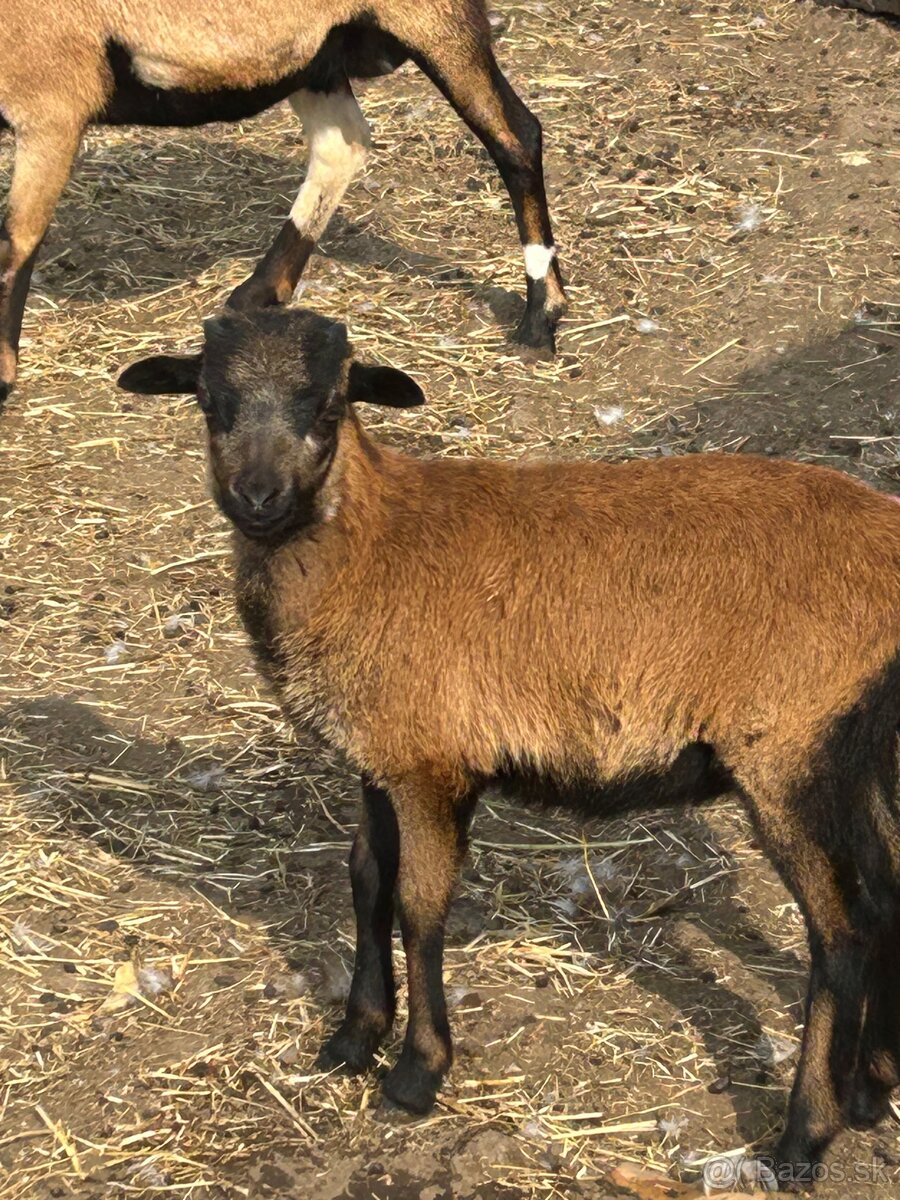 jahniatka kamerunskej ovce - 7