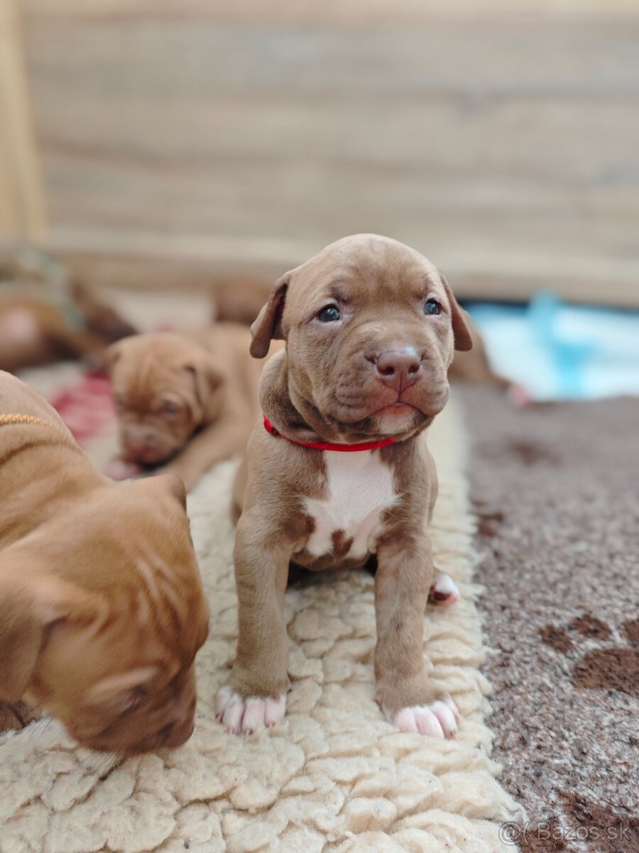 Americký pitbull teriér štěňata s PP - 7