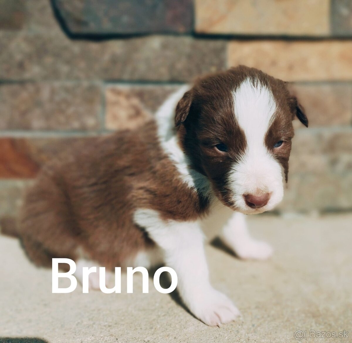 Border Kólia šteniatka - 7