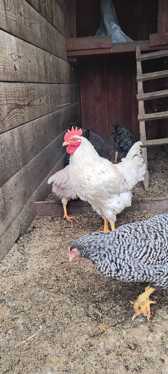 Predám kohútiky liahnute 07/2025 - 7
