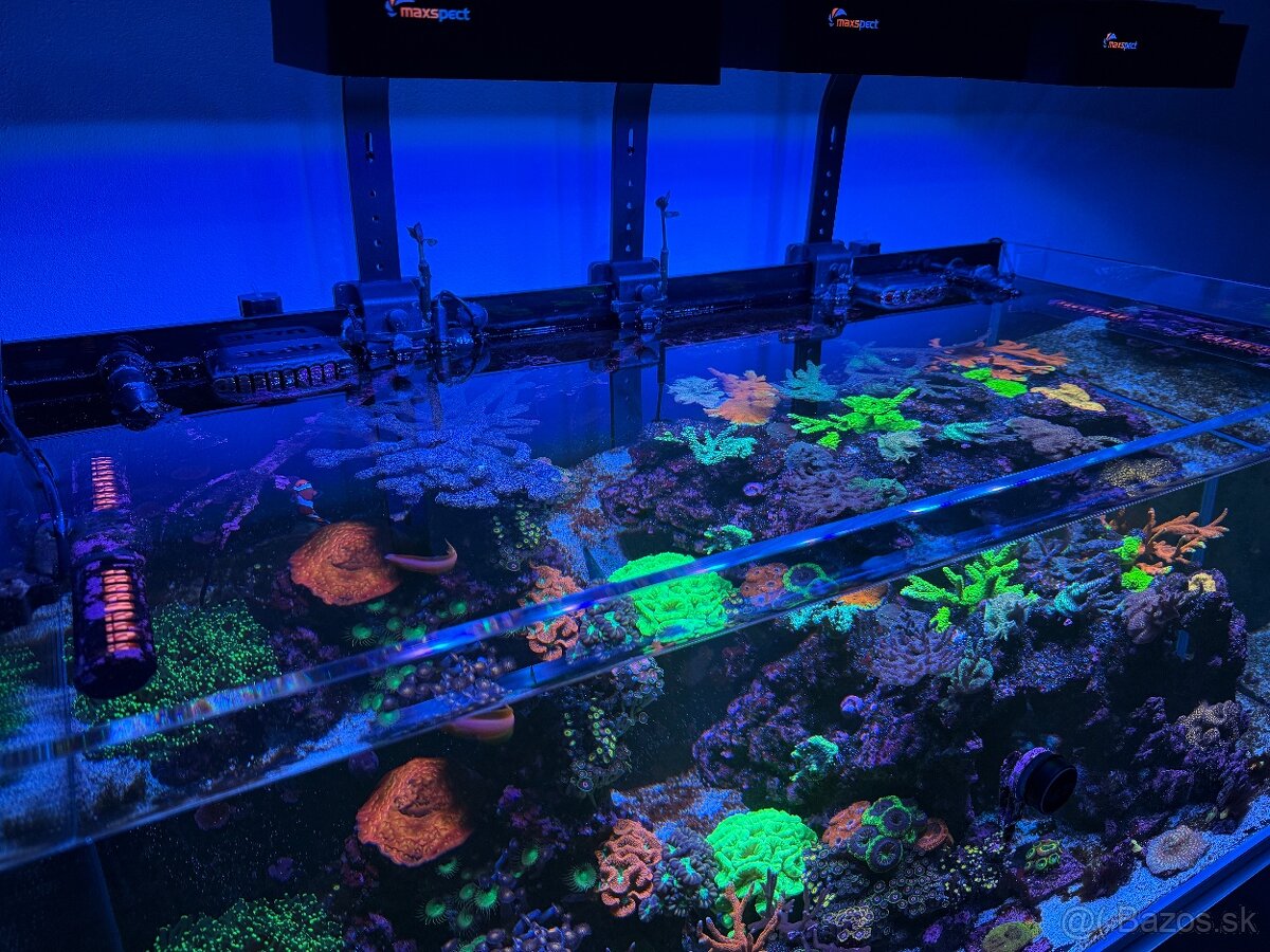 Morské akvárium Blau Set Gran Cubic Super Reef 122 - 7