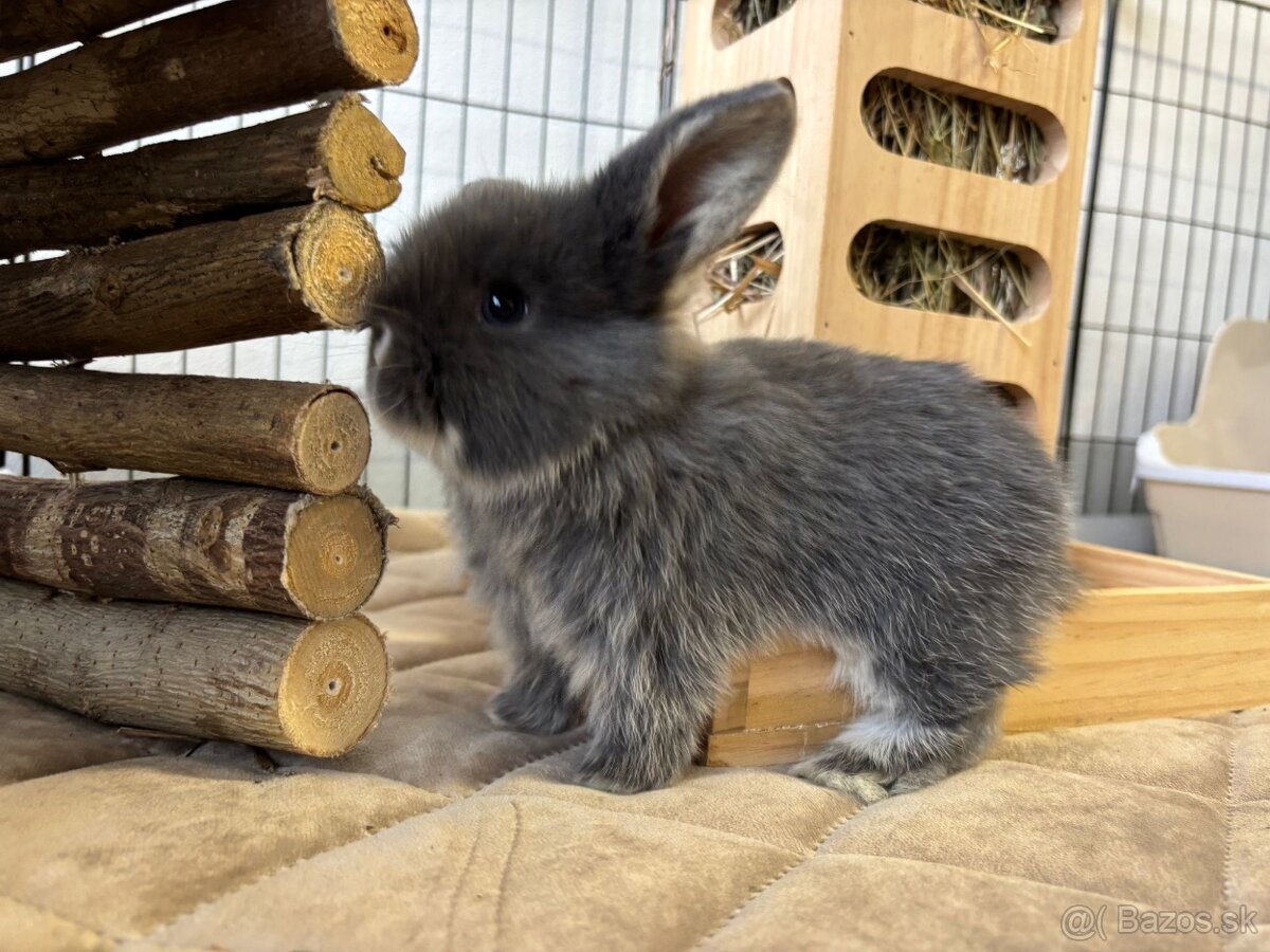Ponúkame na predaj minilop zajačikov, králičkov, zajacov - 7