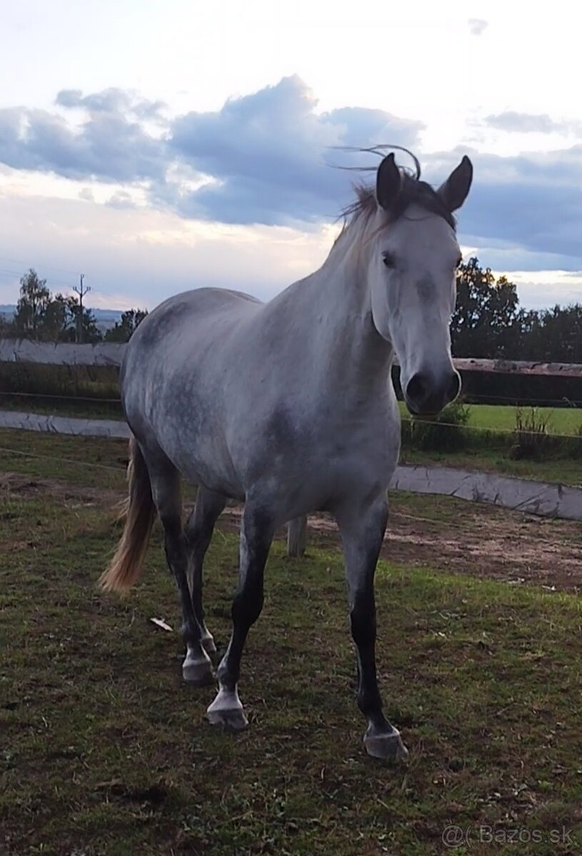 Lusitano x Welsh B - 7