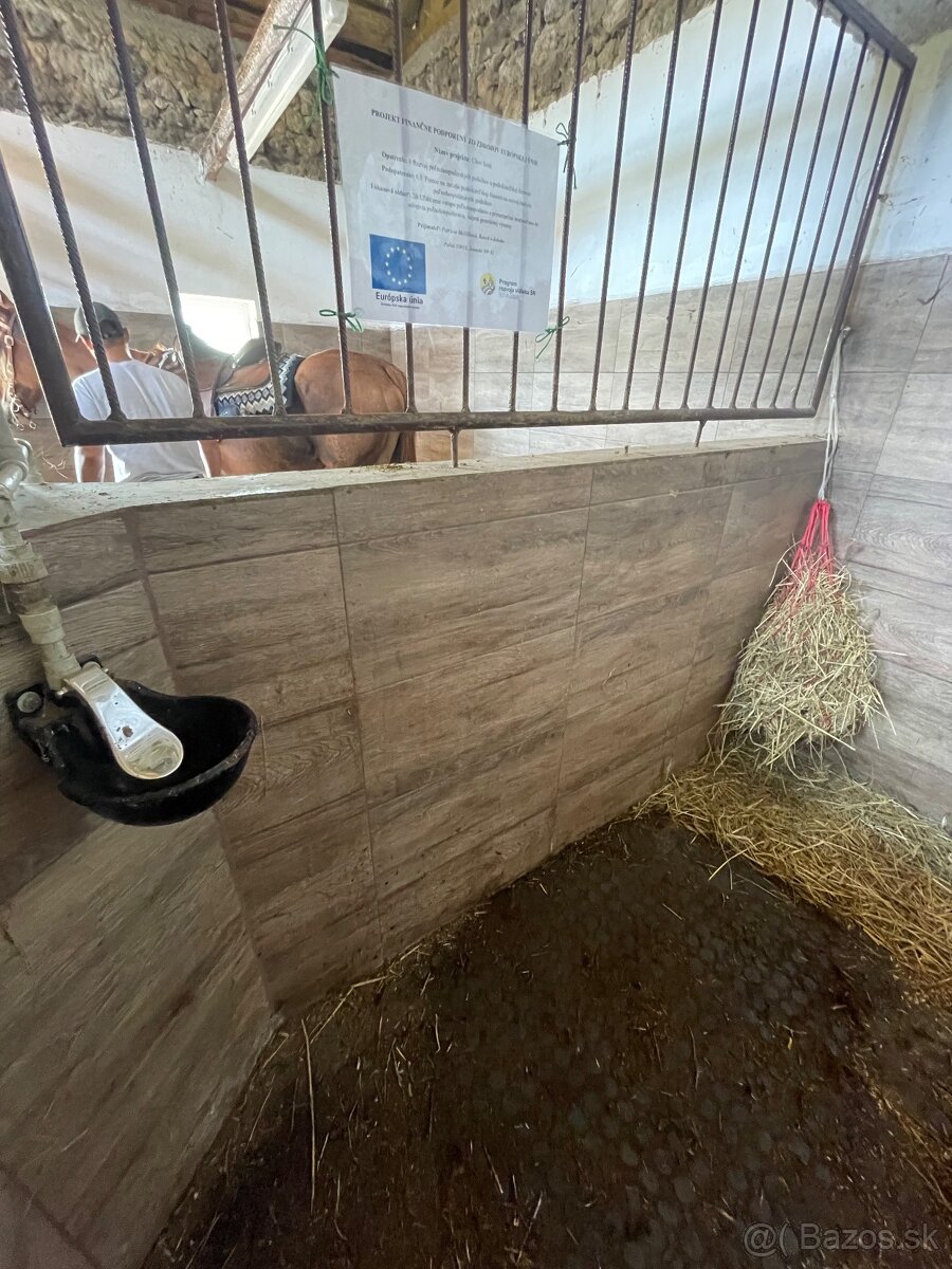 Ustajnenie koní - 7