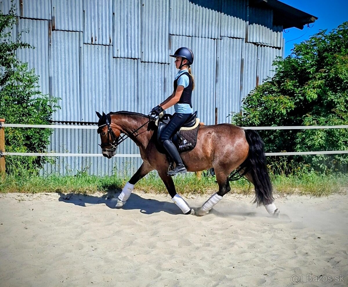 Šikovná drezurna welsh cob kobyla - 7