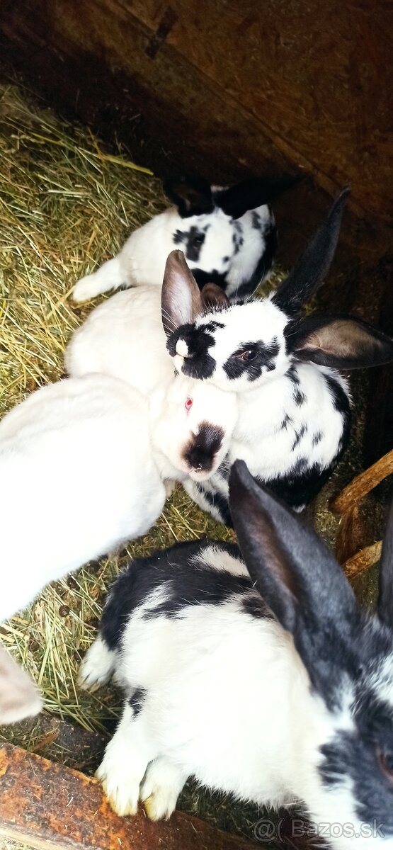 Predám králiky 3,5 mesačne - 7