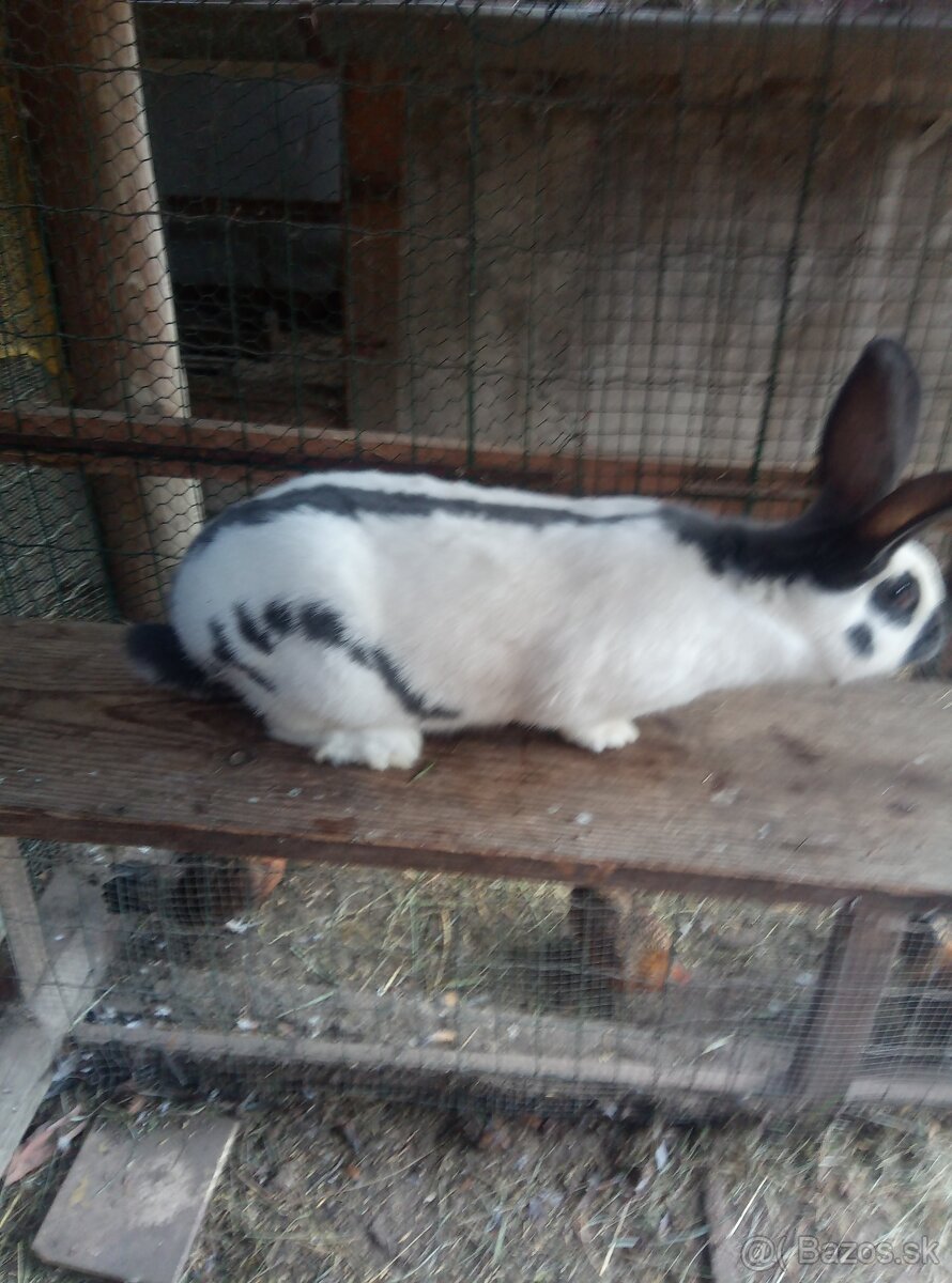 Nemecký obrovitý strakáč - 7