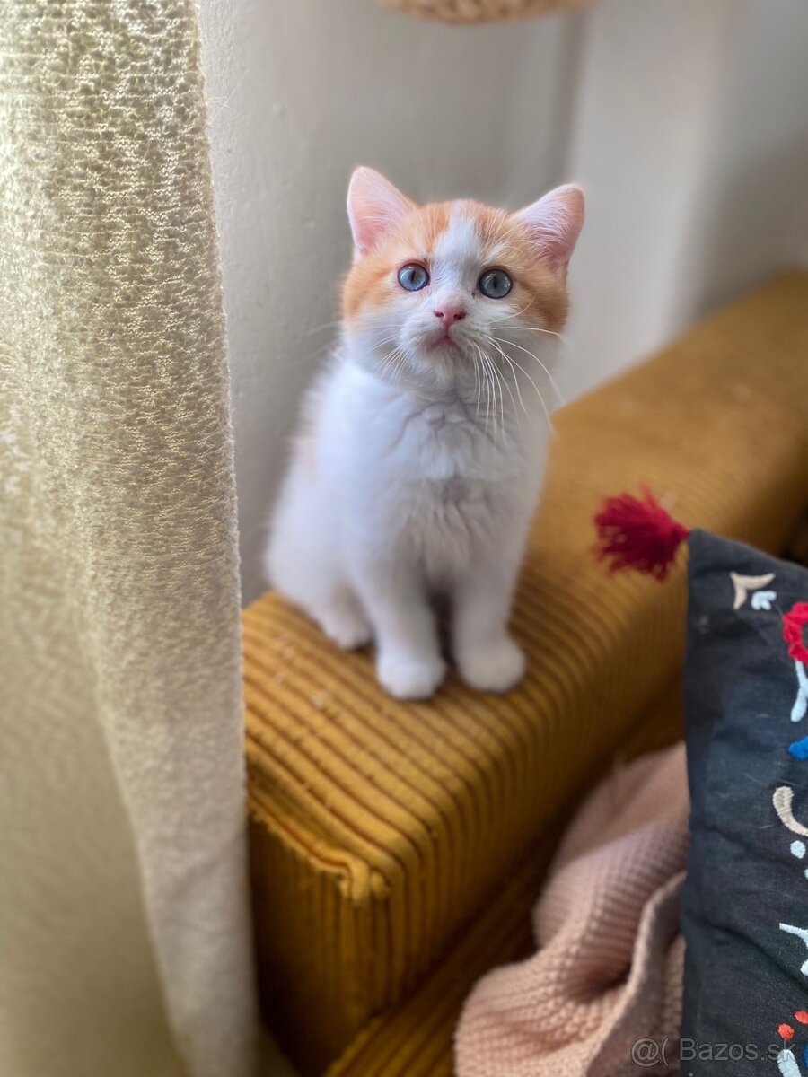 Skotka klapouchá koťata s pp - 7