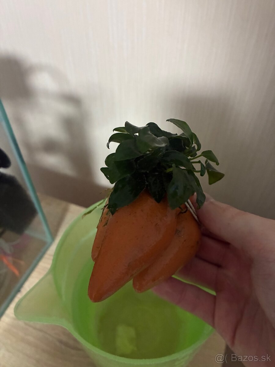 Akvarium AGNAEL 10l - 7